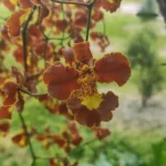 IMG_20251221_073541