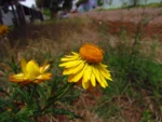 Xerochrysum bracteatum (15)