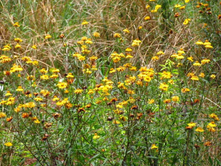 Xerochrysum bracteatum (12)
