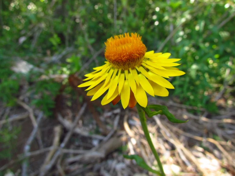 Xerochrysum bracteatum (8)