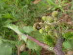 Xanthium strumarium (14)