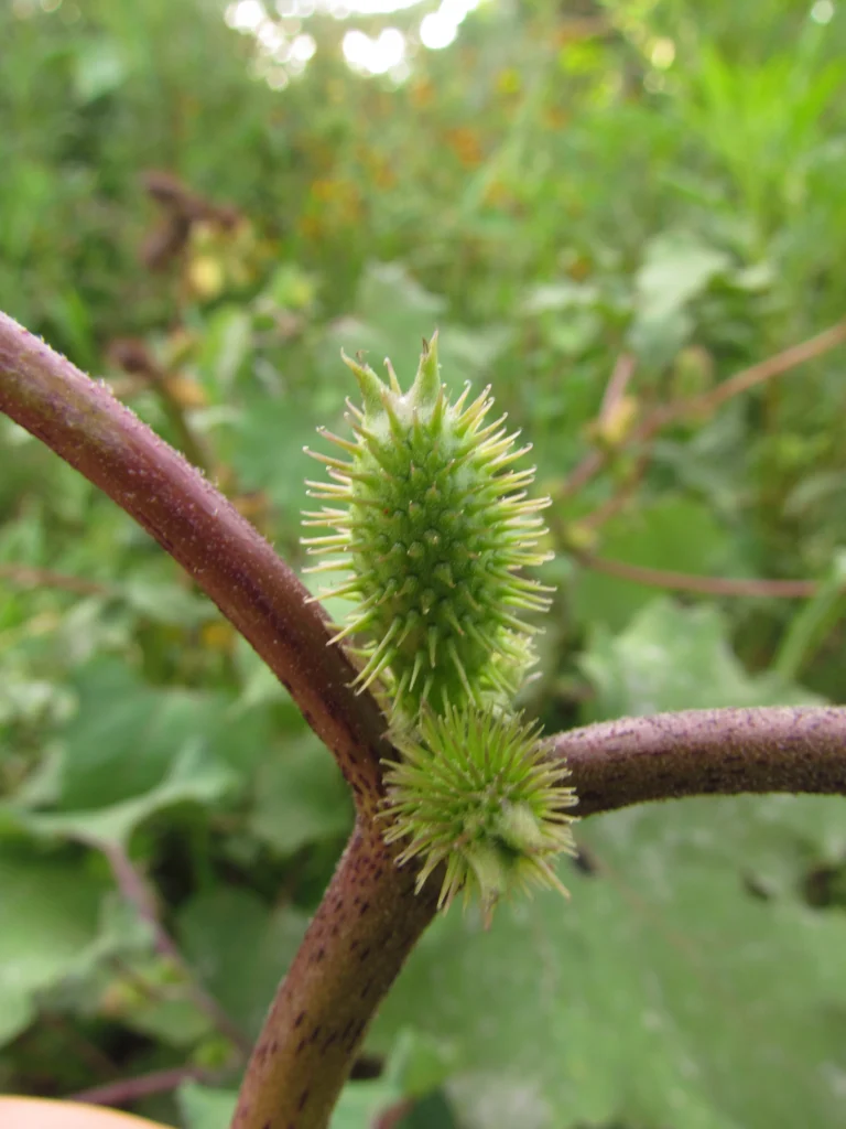 Xanthium strumarium (15)