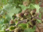 Xanthium strumarium (13)