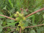 Xanthium strumarium (11)