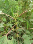Xanthium strumarium (10)