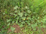 Xanthium strumarium (6)