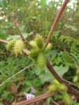 Xanthium strumarium (7)