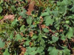 Xanthium strumarium (4)
