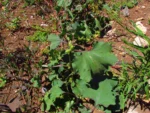 Xanthium strumarium (1)