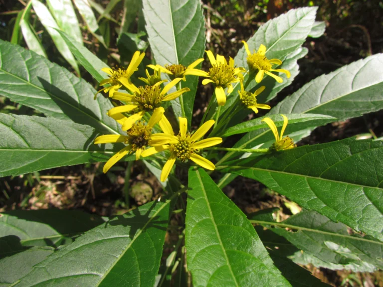 Verbesina glabrata (36)