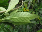 Verbesina glabrata (34)