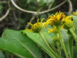 Verbesina glabrata (31)