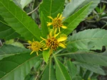 Verbesina glabrata (28)