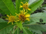 Verbesina glabrata (29)