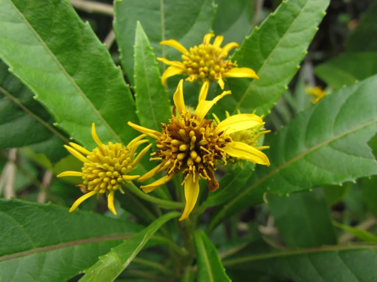 Verbesina glabrata (25)