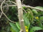 Verbesina glabrata (23)