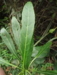 Verbesina glabrata (21)