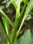 Verbesina glabrata (18)