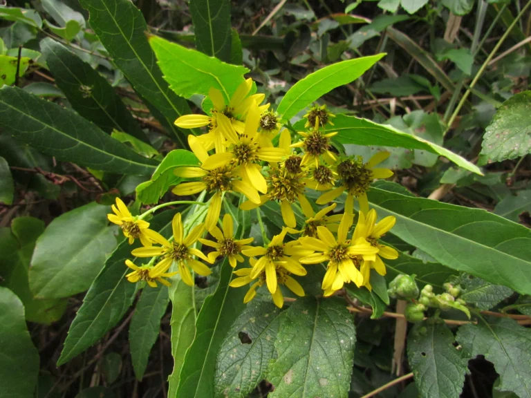 Verbesina glabrata (16)