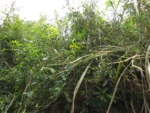 Verbesina glabrata (14)