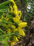 Verbesina glabrata (6)