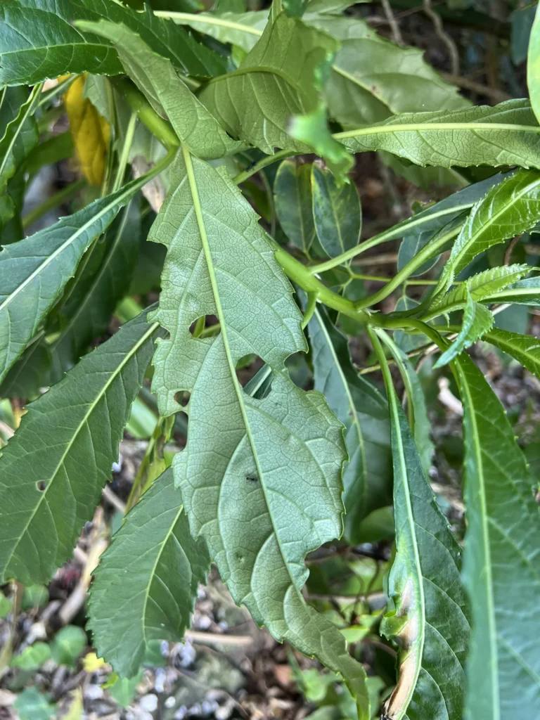 Verbesina glabrata (6)