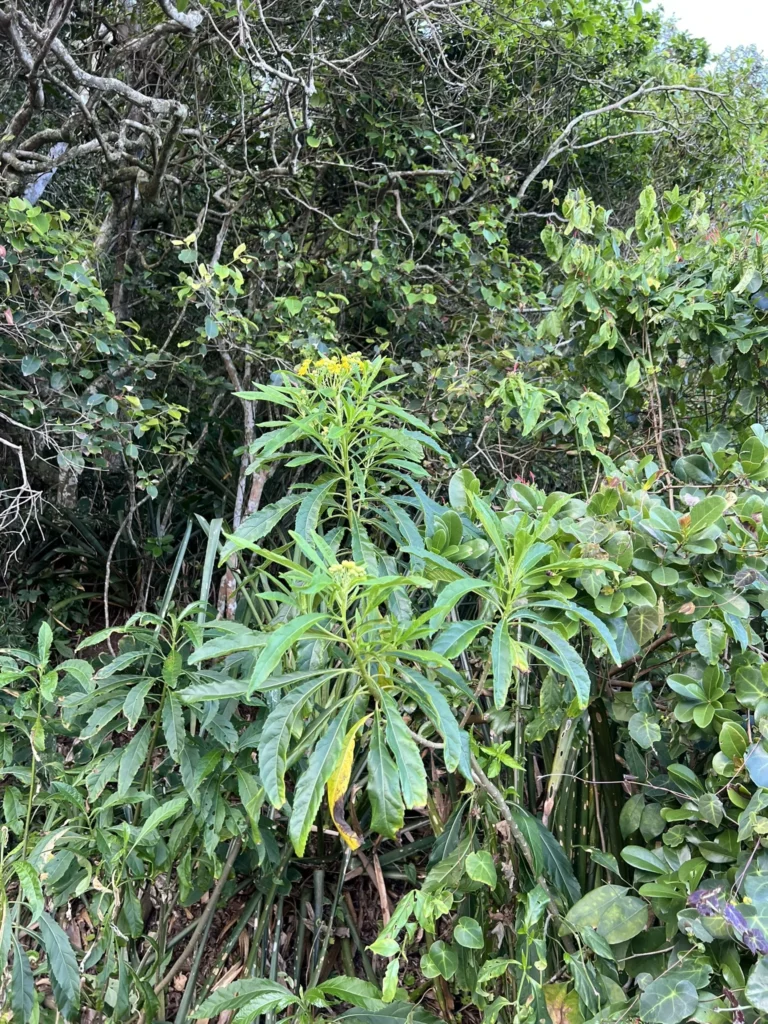 Verbesina glabrata (3)