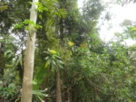 Verbesina glabrata (1)