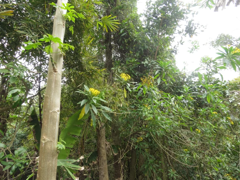 Verbesina glabrata (1)