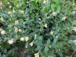 Tridax procumbens (20)