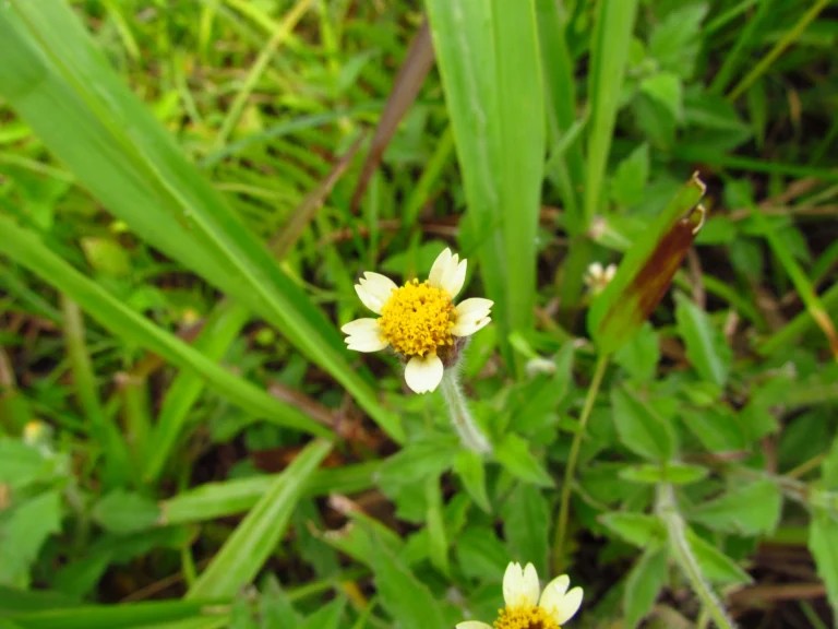 Tridax procumbens (21)