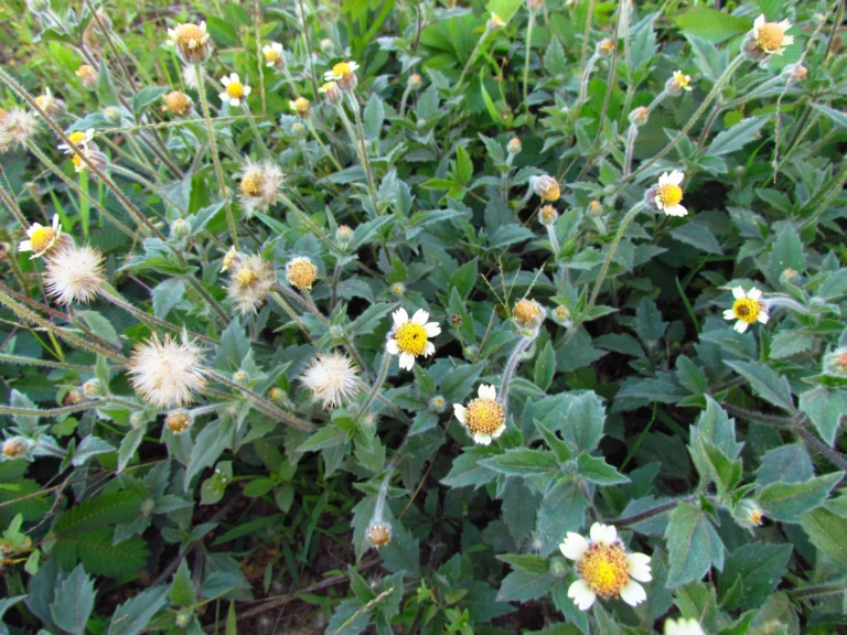 Tridax procumbens (19)