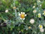 Tridax procumbens (17)