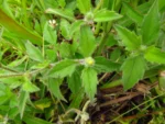 Tridax procumbens (16)