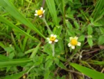 Tridax procumbens (13)