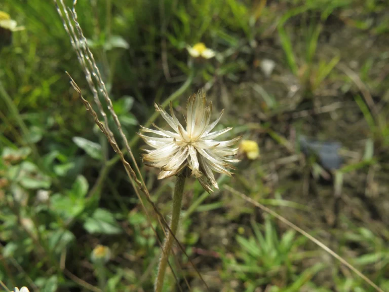 Tridax procumbens (12)