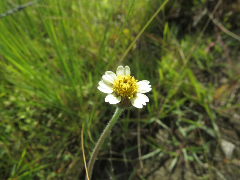 Tridax procumbens (10)