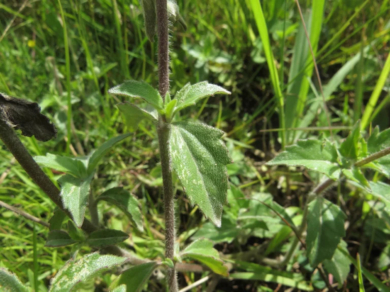 Tridax procumbens (11)