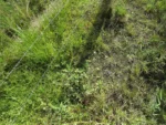 Tridax procumbens (7)