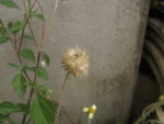 Tridax procumbens (5)