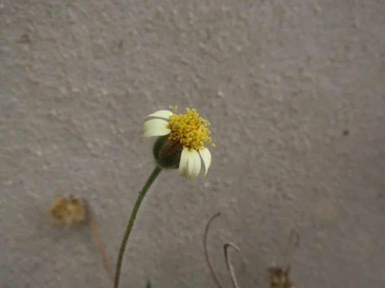Tridax procumbens (6)