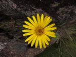 Trichocline catharinensis (22)