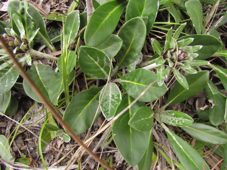 Trichocline catharinensis (19)