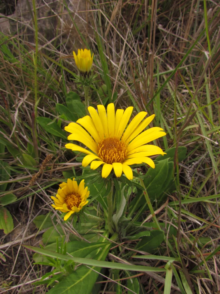 Trichocline catharinensis (11)