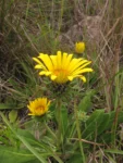 Trichocline catharinensis (9)