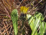Trichocline catharinensis (6)