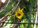 Trichocline catharinensis (3)
