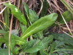 Trichocline catharinensis (4)