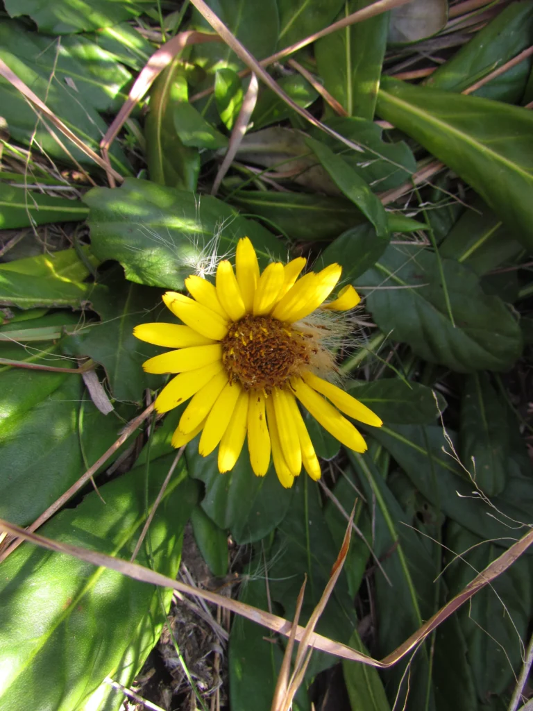 Trichocline catharinensis (2)