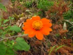 Tithonia rotundifolia (5)